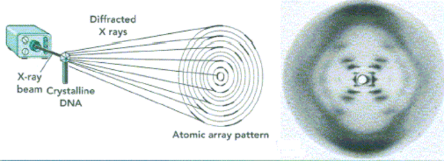 ROSALIND ELSIE FRANKLIN Y LA ESTRUCTURA DEL ADN