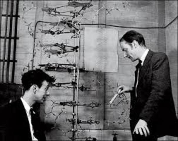 JAMES DEWEY WATSON Y FRANCIS HARRY COMPTON CRICK Y SU MODELO DE LA DOBLE HELICE DE ADN