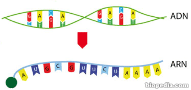 Era moderna de la biología molecular