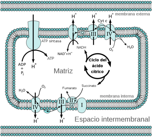 Mitchell postula la teoria quimiosmotica.