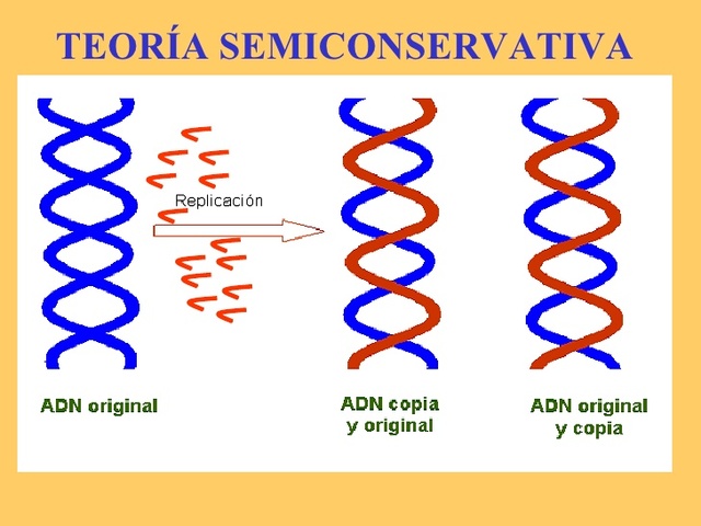 Matthew Meselson y Franklin Stahl