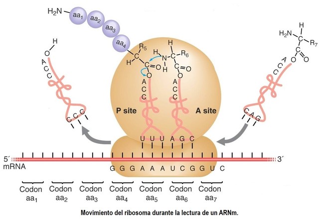 Dintzsis demuestra el sentido de la traduccion.