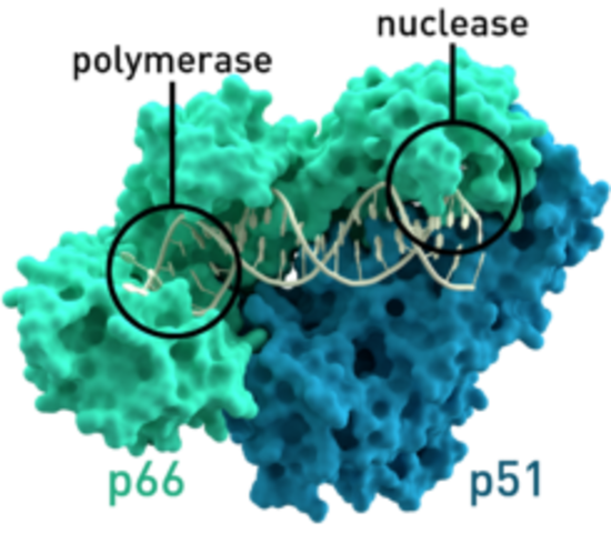 Descubrimiento de la transcriptasa inversa.