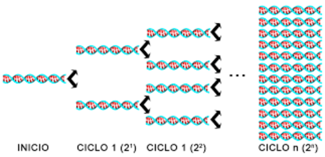 Kary Mullis desarrollo la PCR