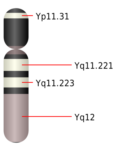Cohen y Page obtienen los primeros mapas de los cromosomas 21 y del cromosoma Y