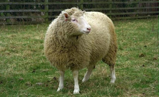 Nace la primera oveja clonica.