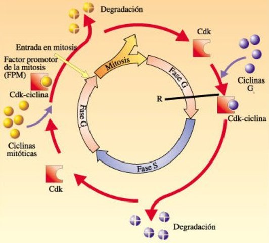 Hartwell, Hunt y Nurse reciben el premio nobel por sus contribuciones sobre la regulación del ciclo celular.