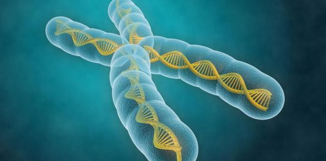 Crean el primer cromosoma artificial de la historia.