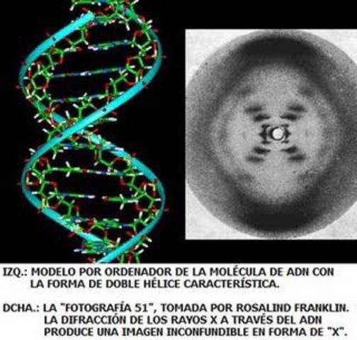 Rosalind Franklin y Maurice Wilkins