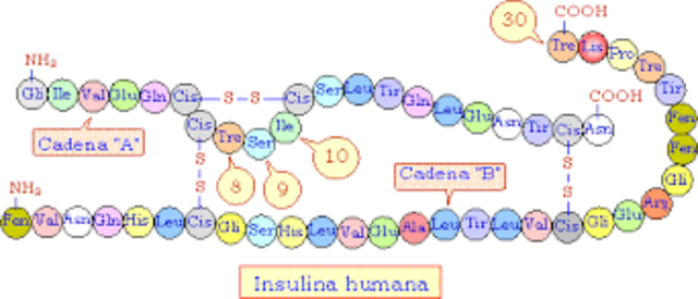 Insulina Humana