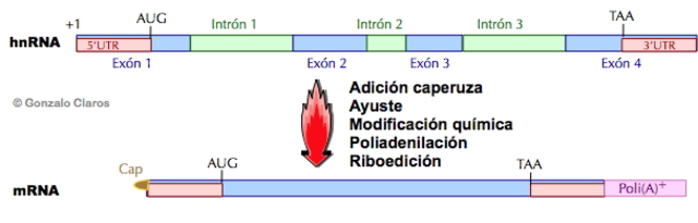 Phil Sharp del MIT y Rich Roberts del Cold Sprig Harbor, descubren las secuencias internas no codificantes de los genes eucarióticos o Intrones.