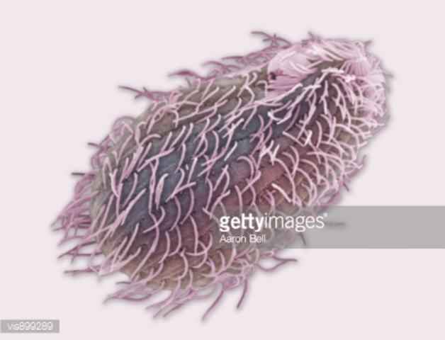 Thomas R. Cech y colaboradores, descubren la autohidrólisis del Intron I del RNA en el protozoario Tetrahymena thermophila.