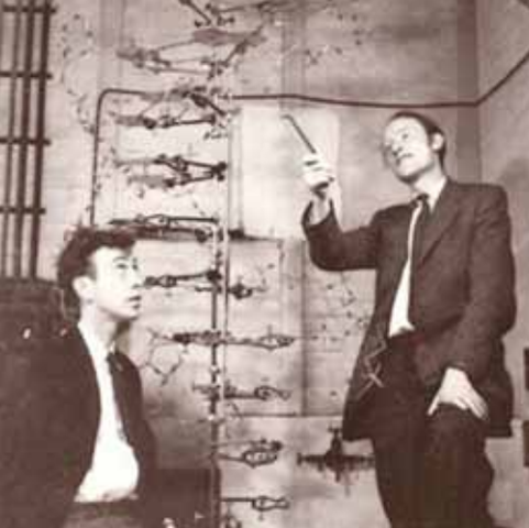 Watson y Crick el modelo de la doble hélice de ADN