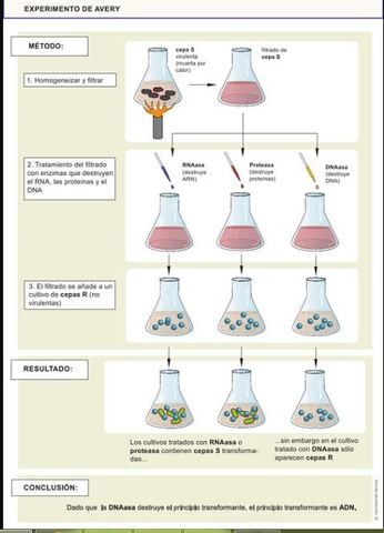Avery,Mcleod,Mccarty