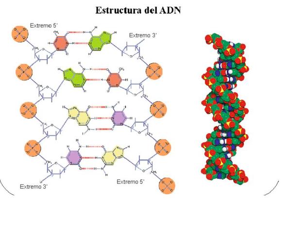 Torbjorn Cassperson y Einar Hammersten