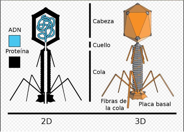 Alfred Hershey y Martha Chase