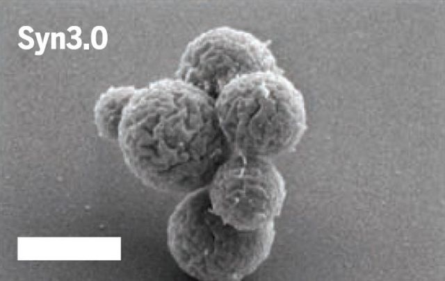 Creación de vida artificial