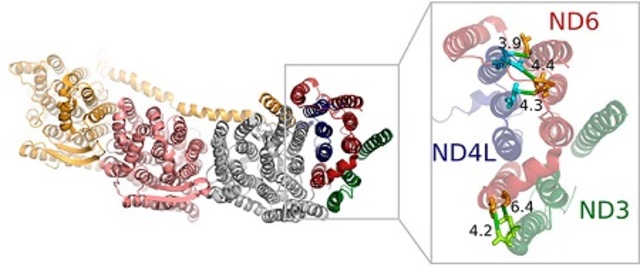 La secuenciación masiva y la coevolución desvelan secretos de las interacciones entre proteínas humanas