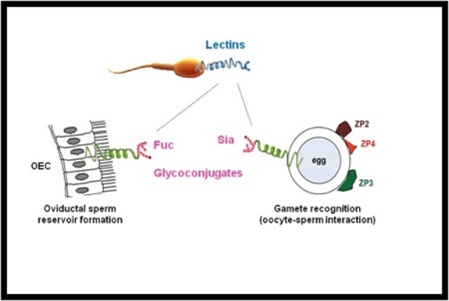 Identifican por primera vez 58 proteínas implicadas en la fecundación