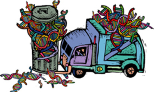 ADN basura factor posible en la aparición del cáncer