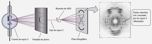 Alfred Hershey y Martha Chase demostraron que el ADN y no las proteínas, participan en la reproducción viral. Rosalind Franklin produjo las imágenes de la difracción de rayos X del ADN.