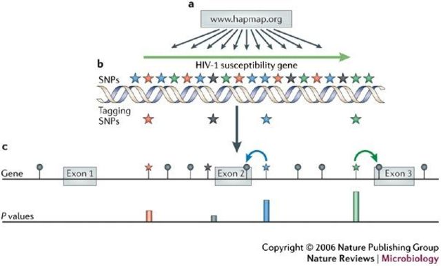 Inicia el proyecto HapMap que tiene por objetivo desarrollar un mapa de haplotipos del genoma humano