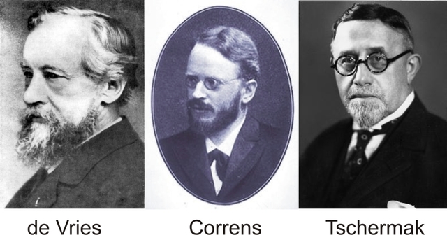 Los botánicos Hugo de Vries, Carl Correns y Erich von Tschermak redescubren el trabajo de Gregor Mendel