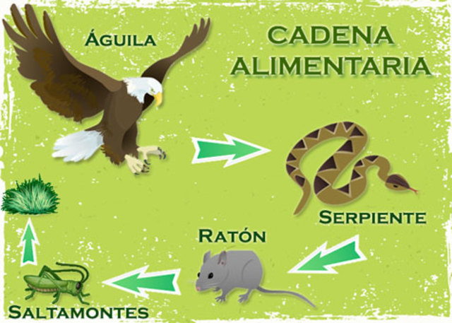 cadena alimentaria