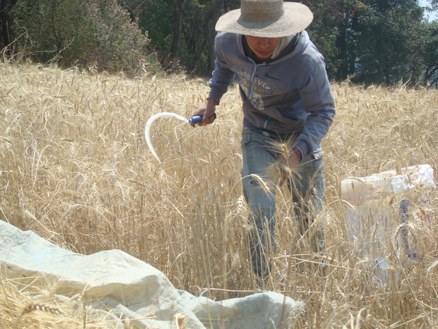 Recolección manual de cereales
