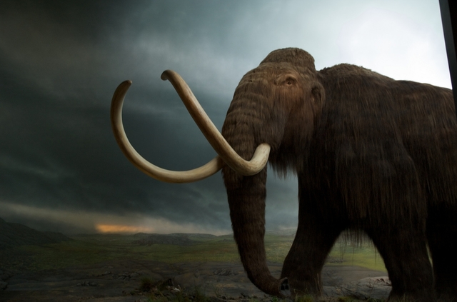 Prehistoric hunters crossing to Canada from Asia.