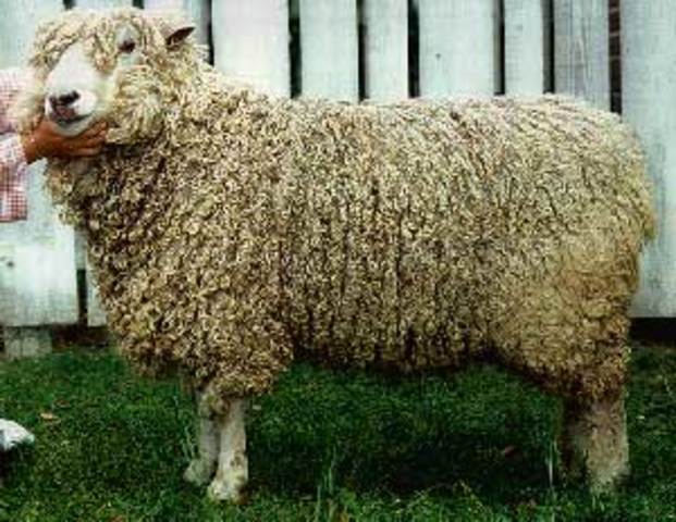 Selective Breeding of Leicester Sheep