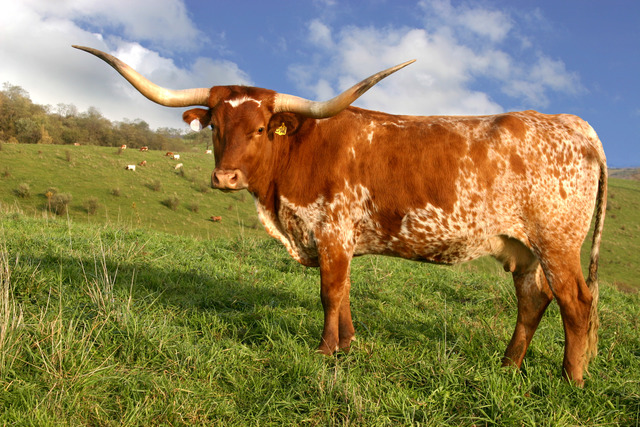 Selective Breeding of Longhorn Cattle.