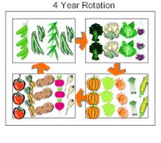 Introduction of 4 Year Crop Rotation