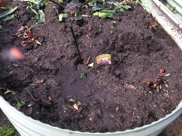 Beetroot planted