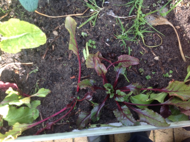 Week 1 beetroot
