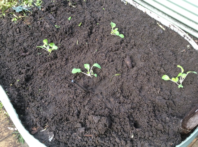 Bok Choy planted