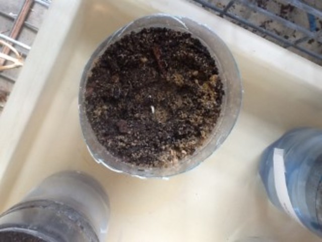 Zucchini: first sprout appeared