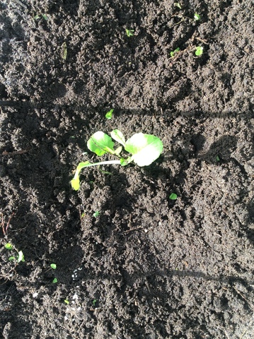 bok choy and Beetrot