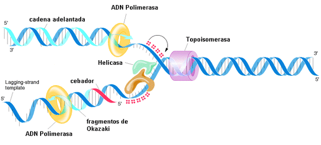 La Evolución de la Genetica