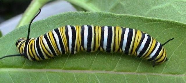 Larvae