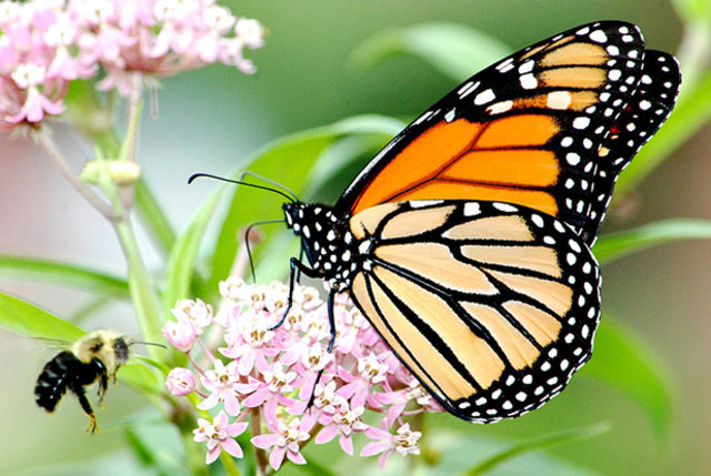 Lifespan of Monarch Butterfly