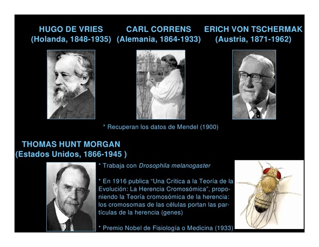 Carl Correns, Hugo de Vries , Erich Tschermak   la genética moderna