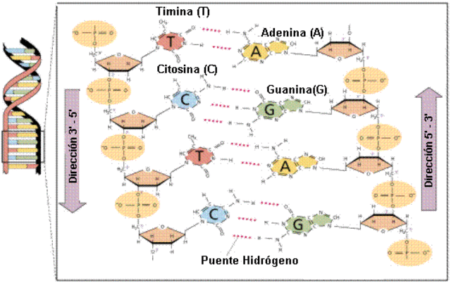 Ley de Chargaff  A,T,G,C EN EL ADN