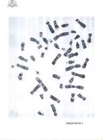 joe hin tjio y albert  cromosoma 46