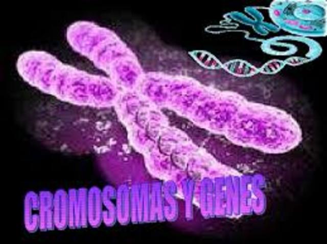 Los genes de los cromosomas