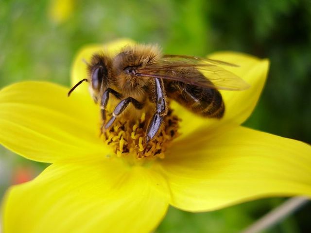 RELACIONES INTERESPECÍFICAS