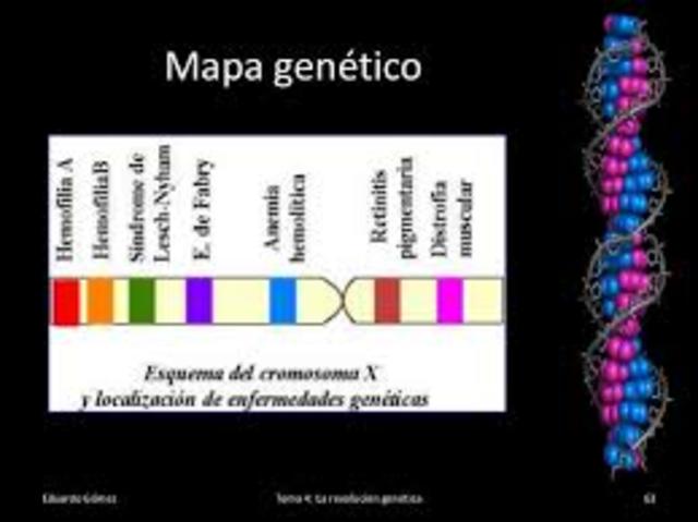 Alfred Sturtevant crea el primer mapa genetico de un cromosoma