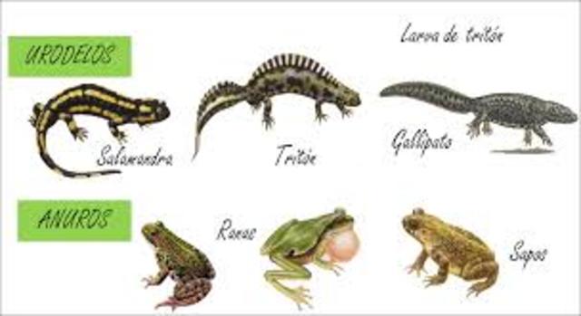 Anfibios