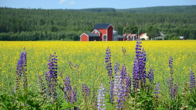 People living in the countryside