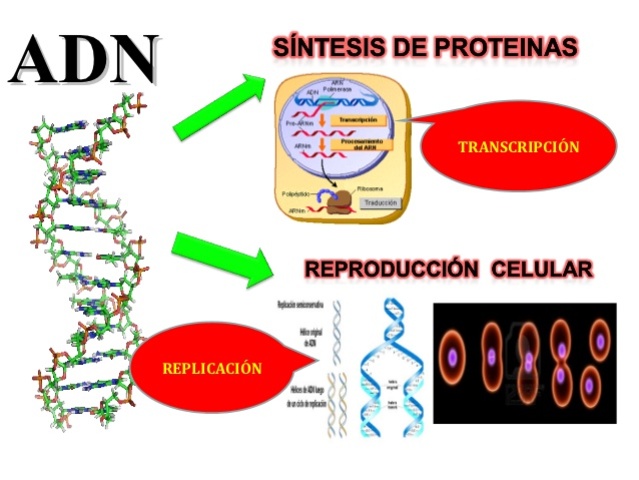 Codificacion de proteínas